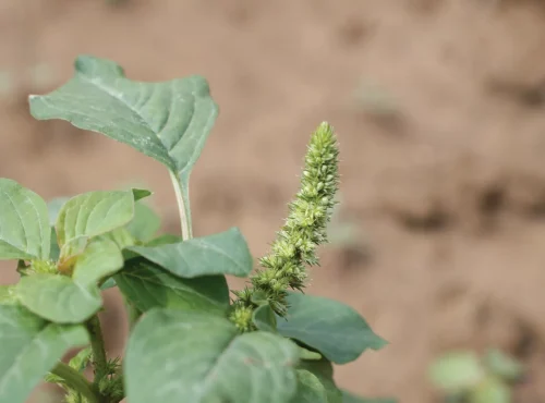 Hero_Amaranthus_retroflexus_1_wide
