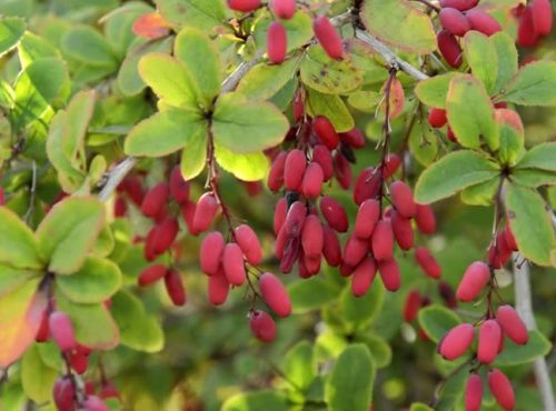 berberis-vulgaris