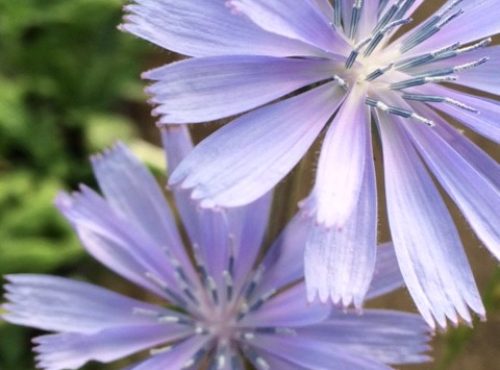 chicory3