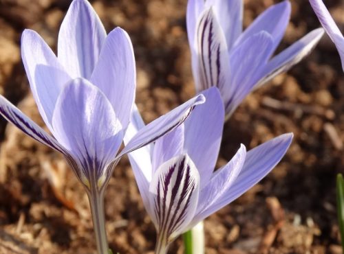 crocus-reticulatus-3397