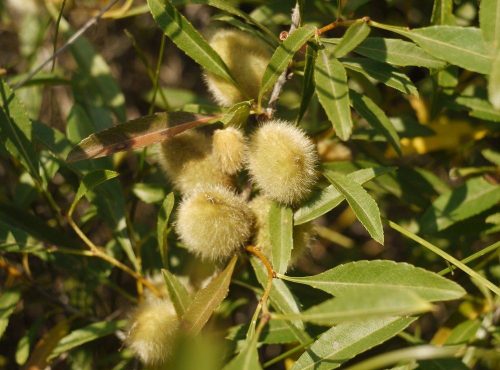 migdal-amygdalus-communis-pitic-ghiveci-9-l-h-150-170-cm_8781